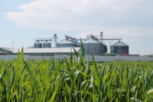 La AgranoLand se face agricultura ECO/BIO pentru producerea de cereale extrem de nutritive si conservarea solului.